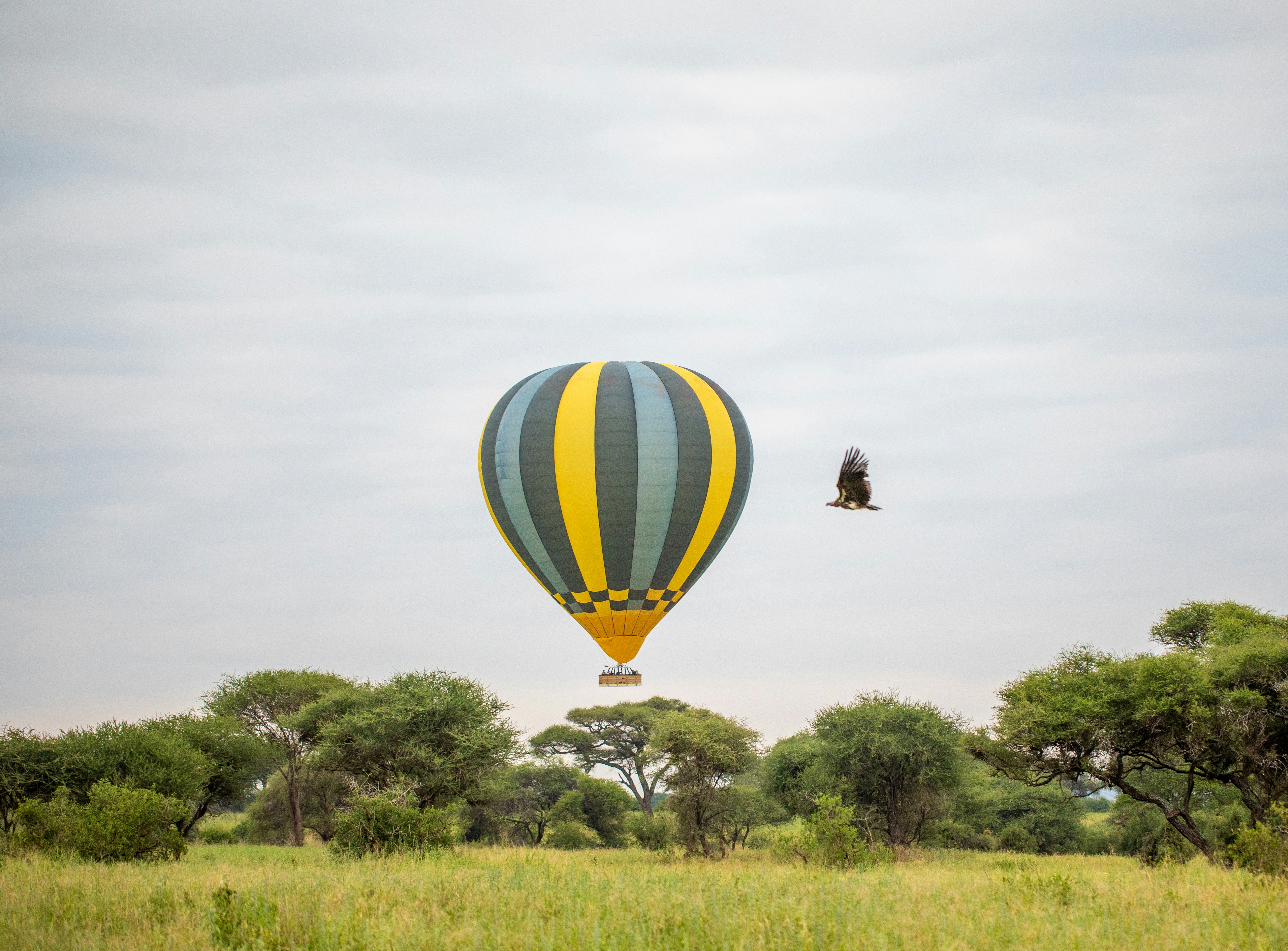 Conservation Documentaries hero image